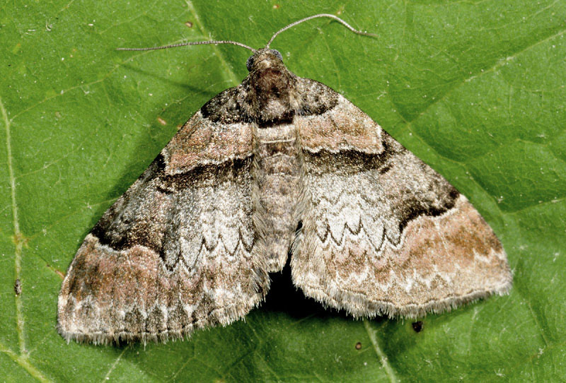 Alcune specie  di questo periodo